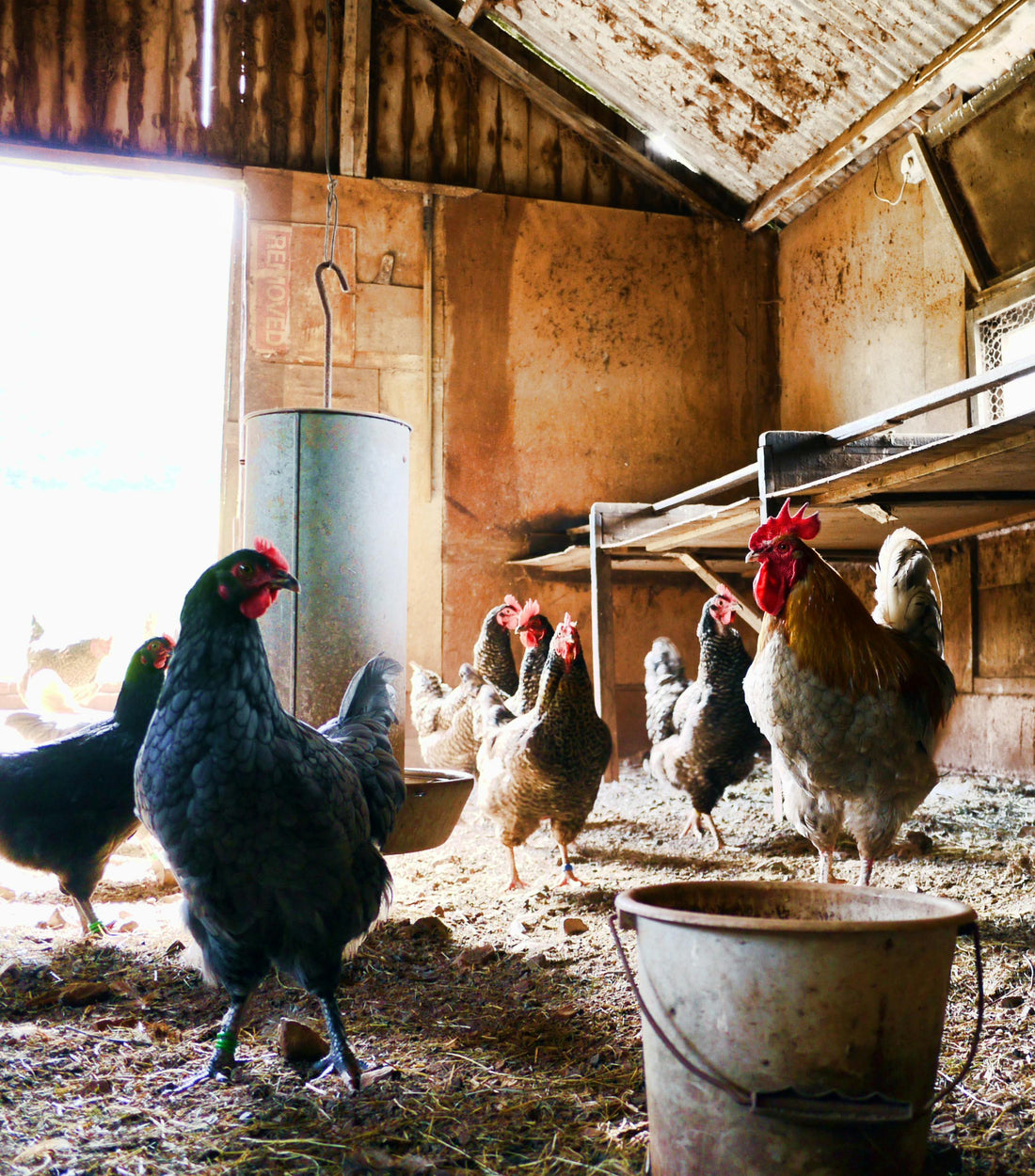 š Building the Sustainable Homestead: Lessons from Life with Livestock
