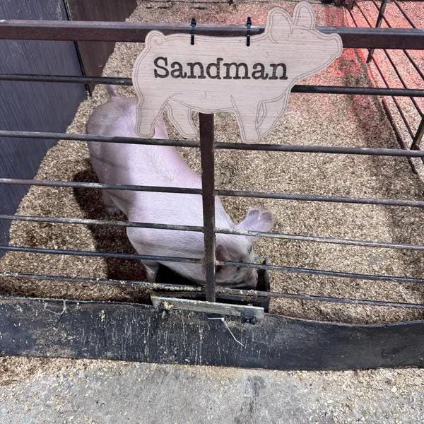 CUSTOM ORDER - WITH Etched Name - Pig Stall Sign blank, ears down, hereford, duroc, ears forward, livestock, wood stall blank, hog, swine,