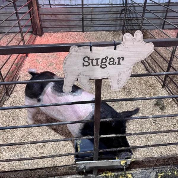 CUSTOM ORDER - WITH Etched Name - Pig Stall Sign blank, ears down, hereford, duroc, ears forward, livestock, wood stall blank, hog, swine,
