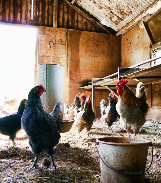 🐓 Building the Sustainable Homestead: Lessons from Life with Livestock