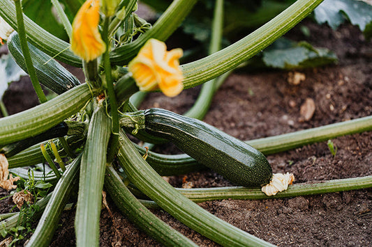 10 Ways to Use Every Part of Your Garden Harvest