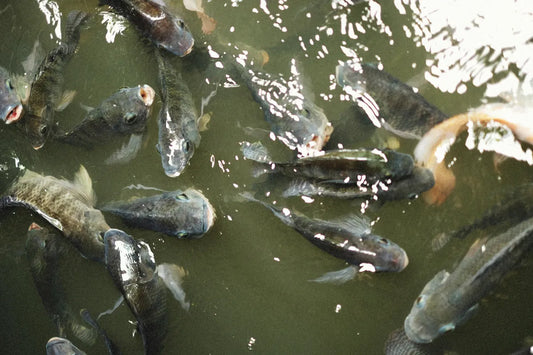 What is Aquaponics?