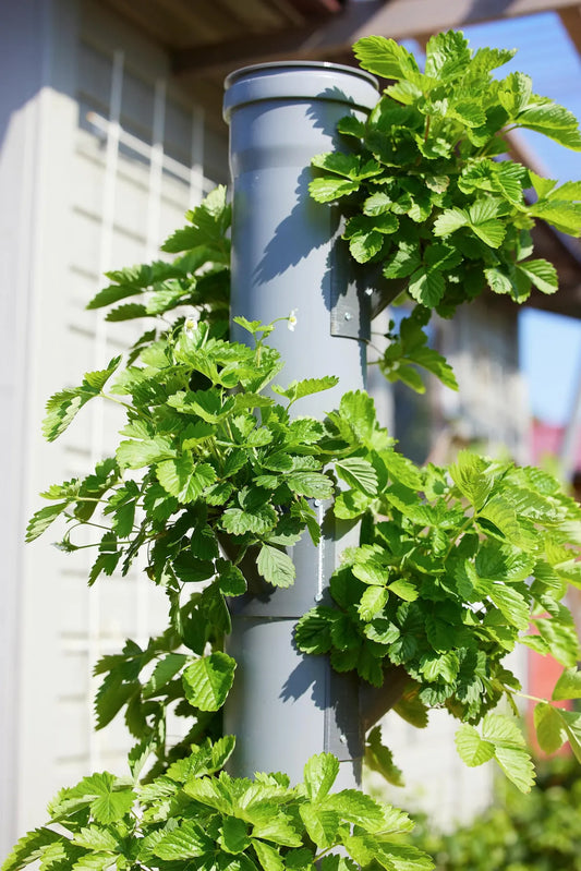 What is Hydroponics? A Comprehensive Guide for Homesteaders