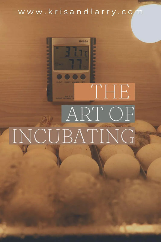 The Art of Incubating Eggs and the Homesteader's Guide to Raising Chickens