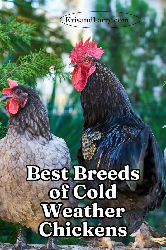 Best Breeds of Cold Weather Chickens